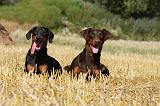 DOBERMANN 1209